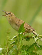 Common Grasshopper Warbler