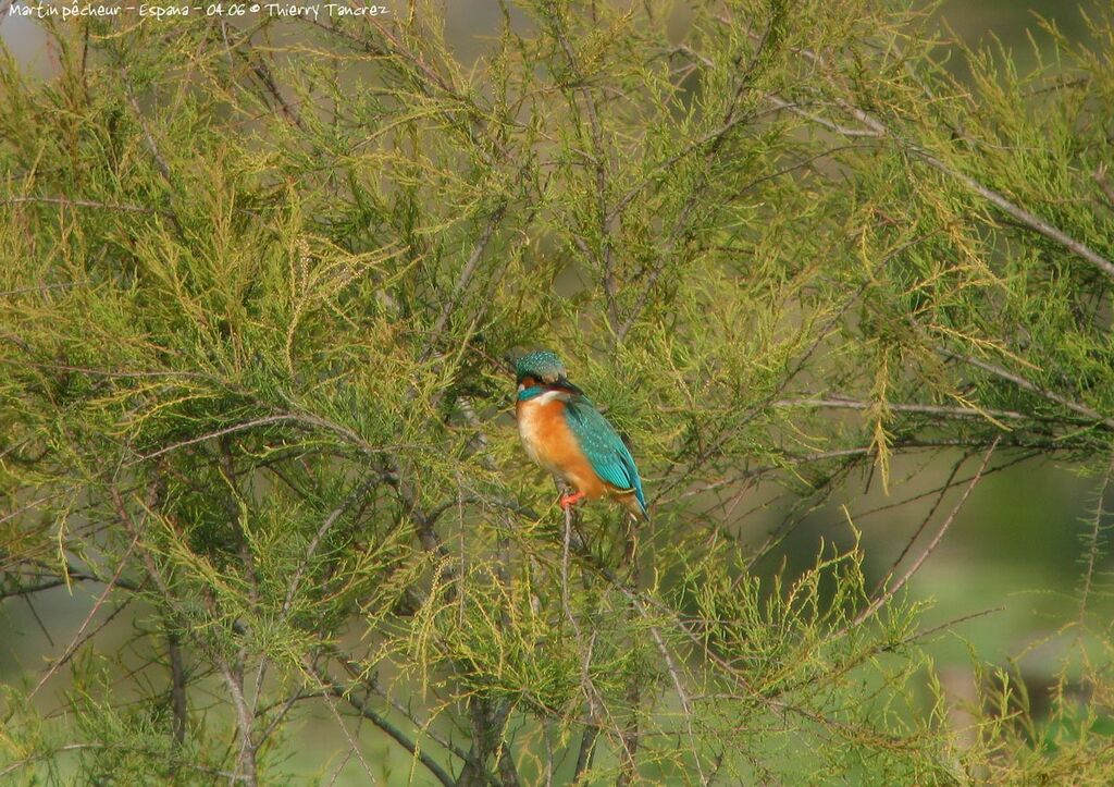 Common Kingfisher