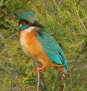 Common Kingfisher