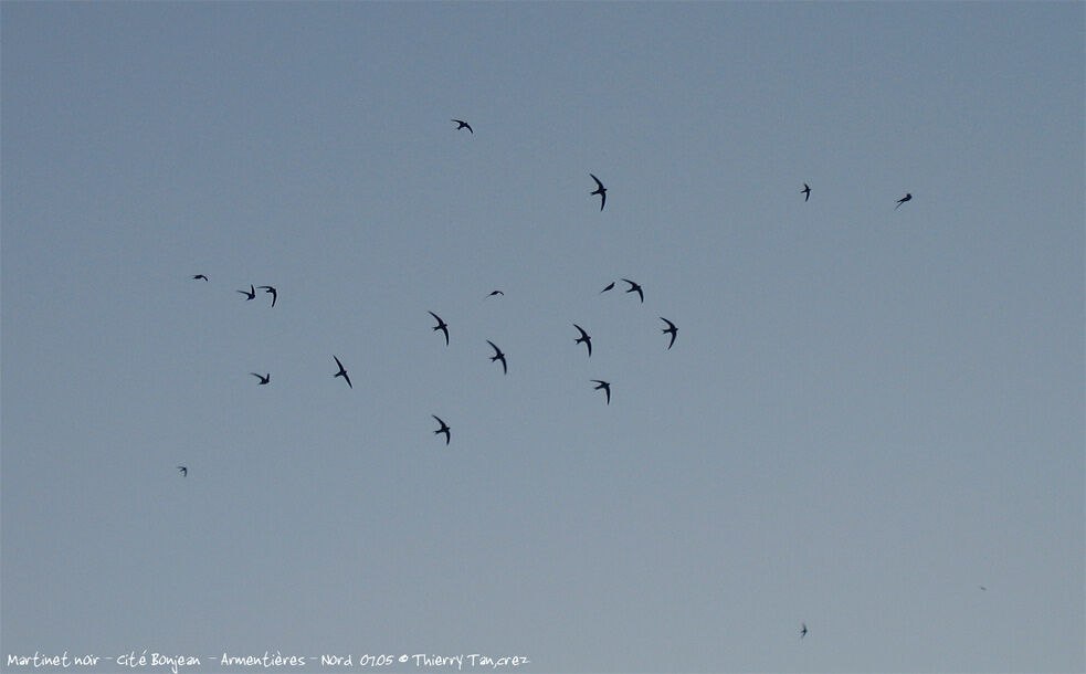 Common Swift