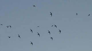 Common Swift