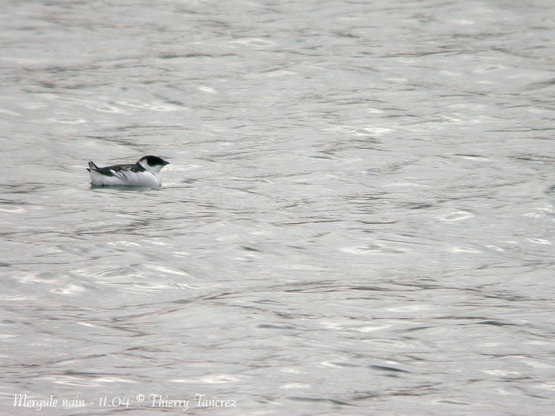 Little Auk