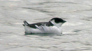 Little Auk