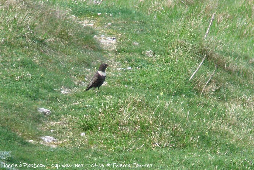 Ring Ouzel