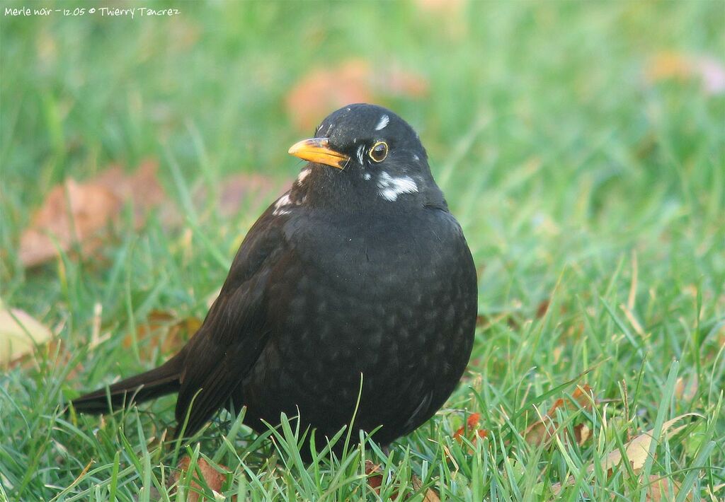 Common Blackbird