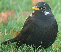 Common Blackbird