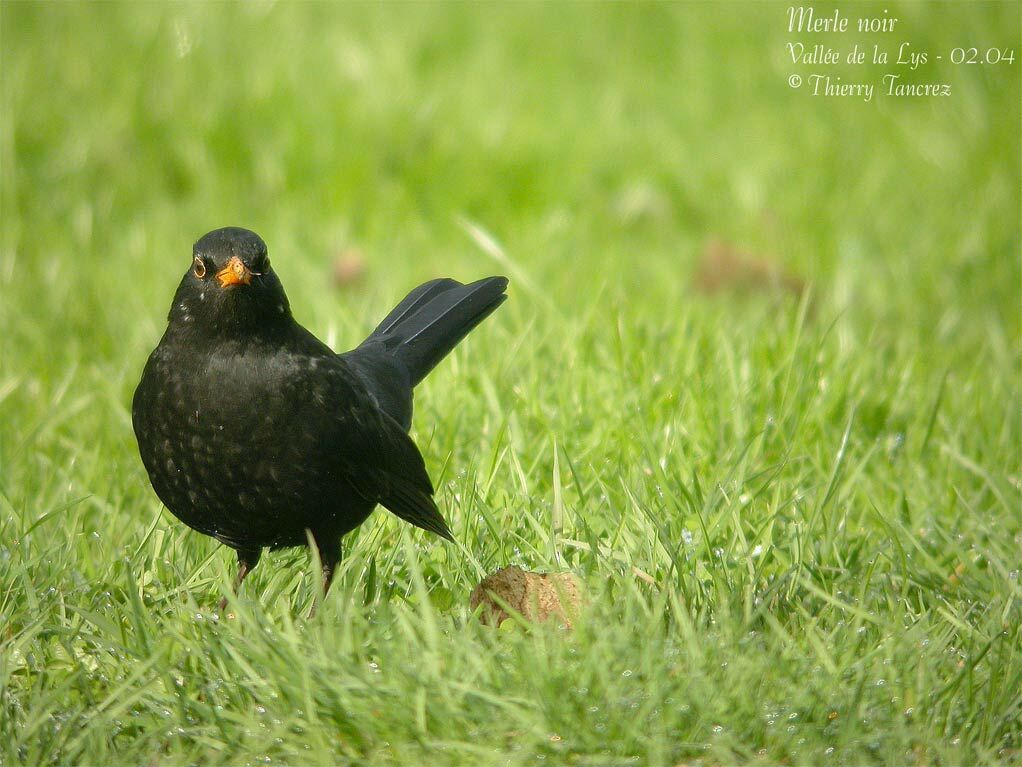 Common Blackbird