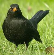 Common Blackbird