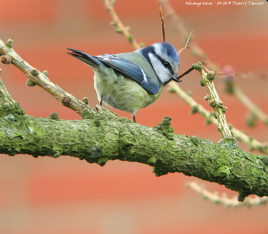 Mésange bleue