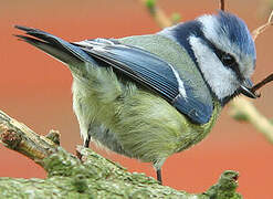 Mésange bleue