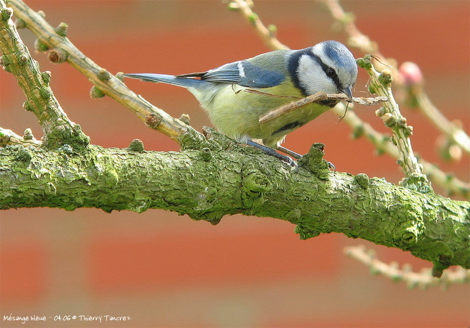 Mésange bleue