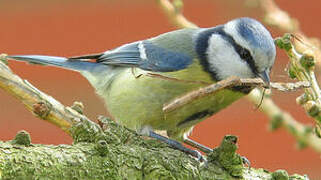 Mésange bleue