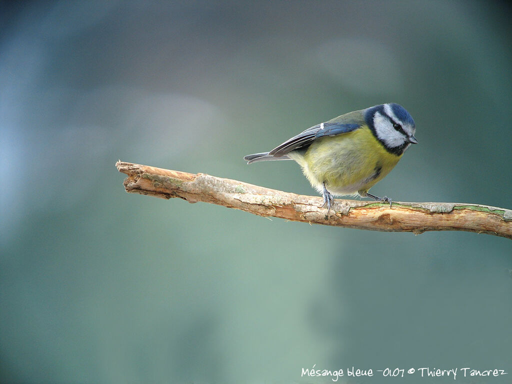 Eurasian Blue Tit