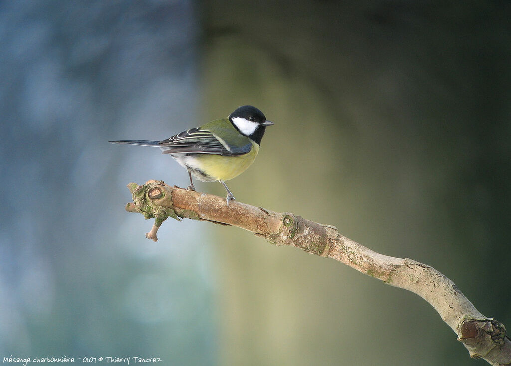 Great Tit