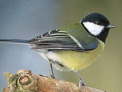 Great Tit