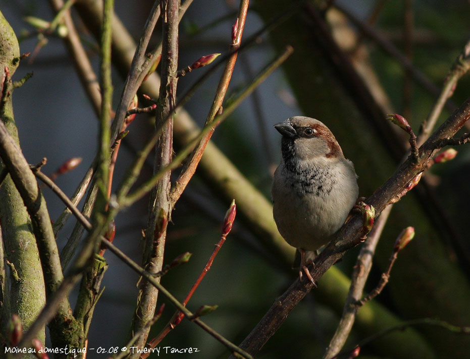 Moineau domestique