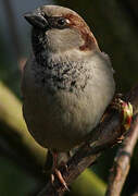 Moineau domestique