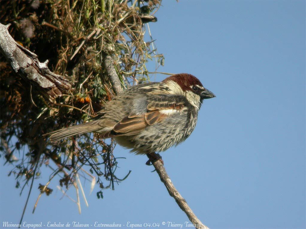 Spanish Sparrow