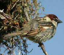 Spanish Sparrow