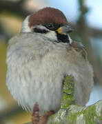 Eurasian Tree Sparrow