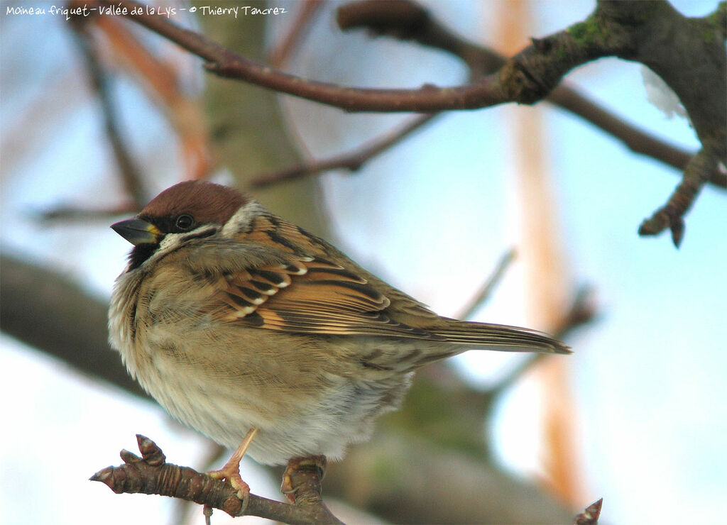 Eurasian Tree Sparrow