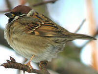 Moineau friquet