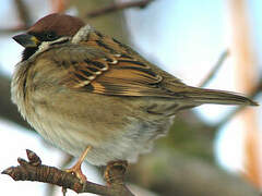 Eurasian Tree Sparrow