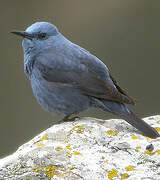 Blue Rock Thrush