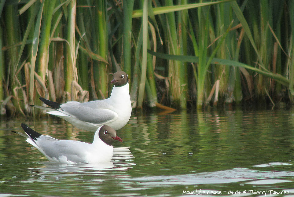 Mouette rieuse