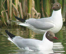 Black-headed Gull