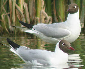 Mouette rieuse