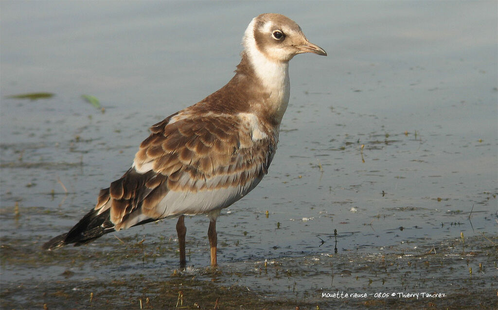 Mouette rieuse