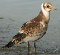 Mouette rieuse