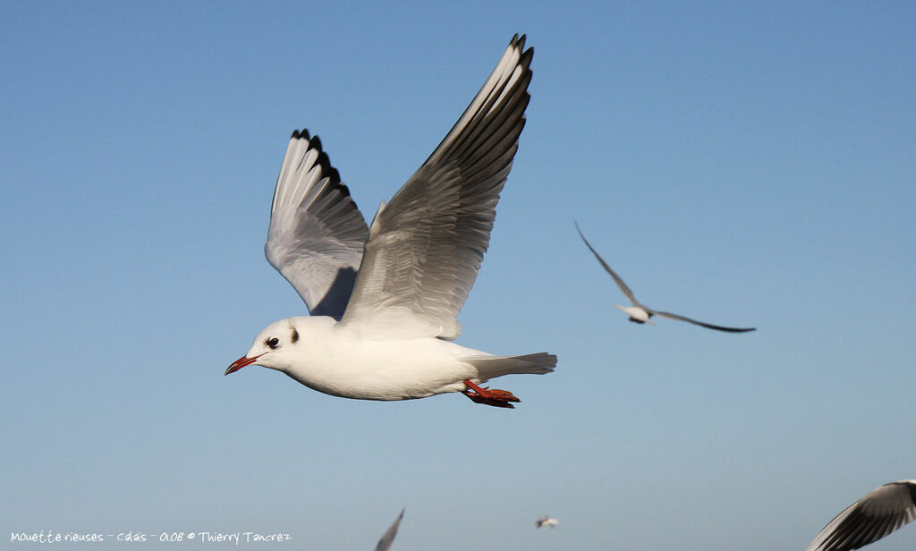 Mouette rieuse