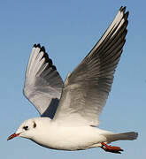 Mouette rieuse