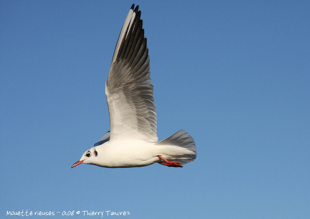 Mouette rieuse