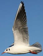 Mouette rieuse