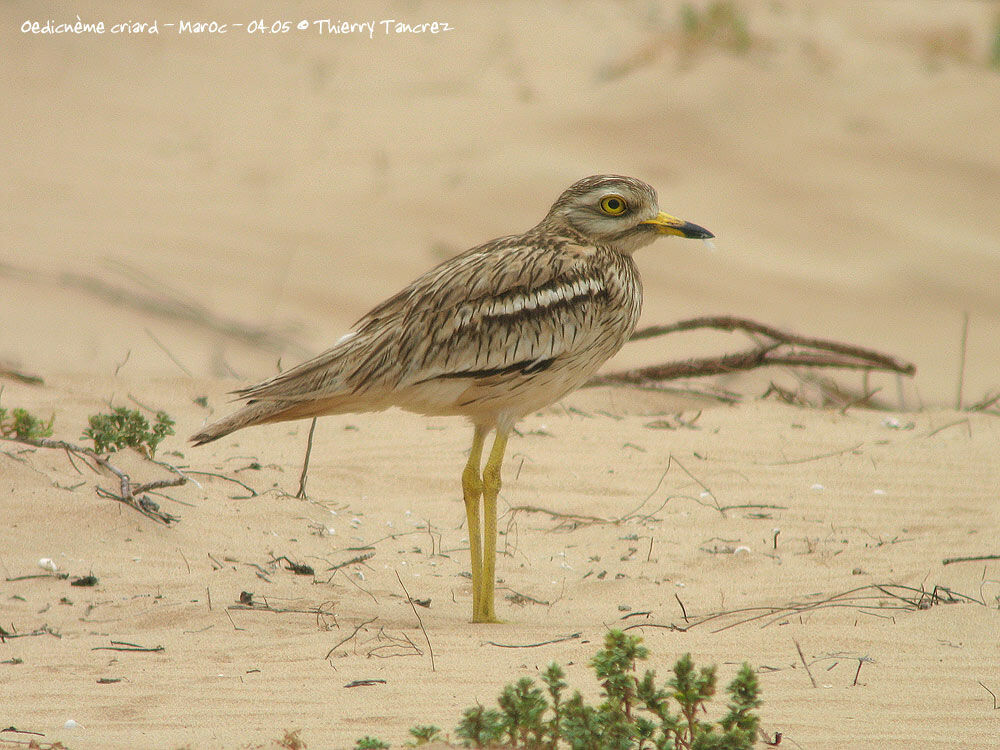 Eurasian Stone-curlew