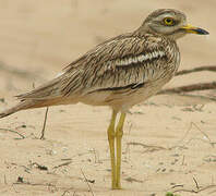 Eurasian Stone-curlew