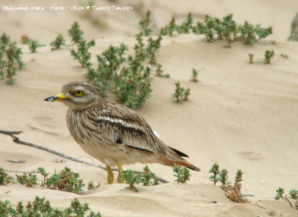 Eurasian Stone-curlew