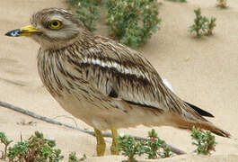 Eurasian Stone-curlew