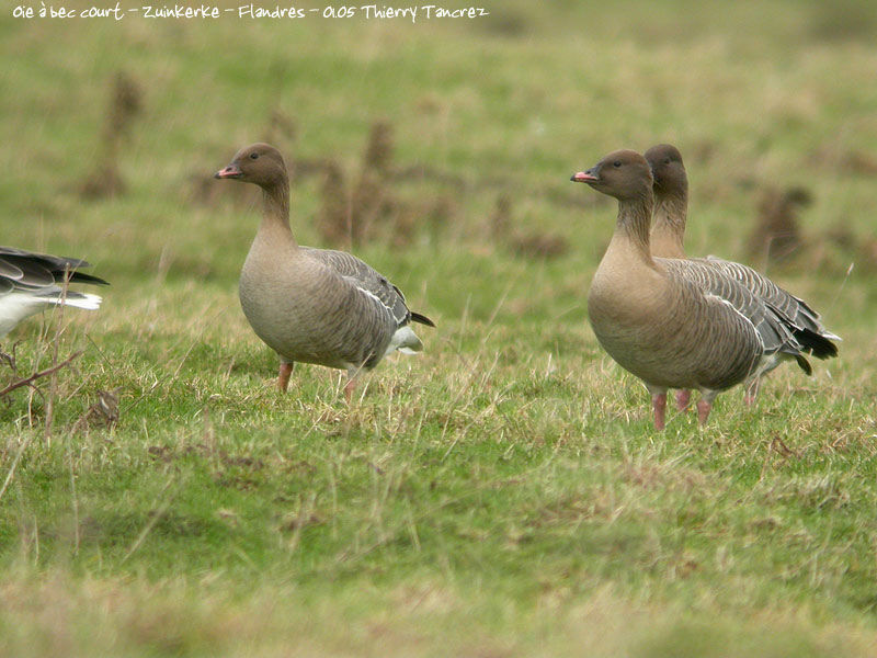 Pink-footed Goose