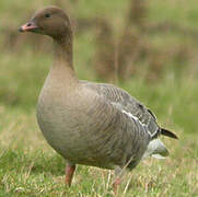 Pink-footed Goose