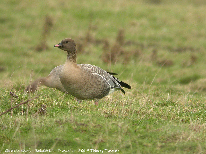 Pink-footed Goose