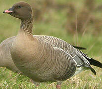 Pink-footed Goose