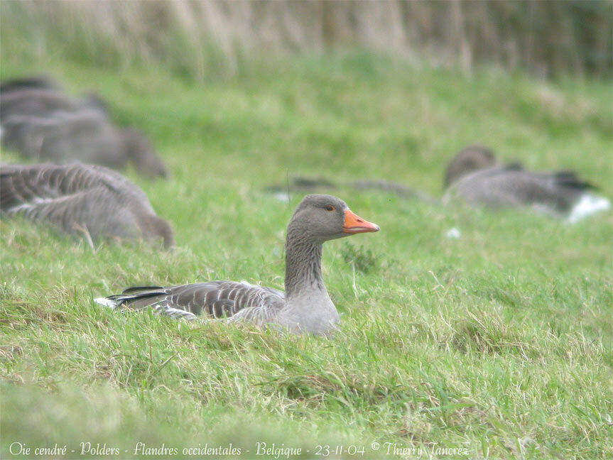 Greylag Goose