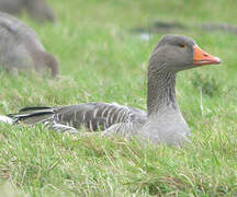 Greylag Goose