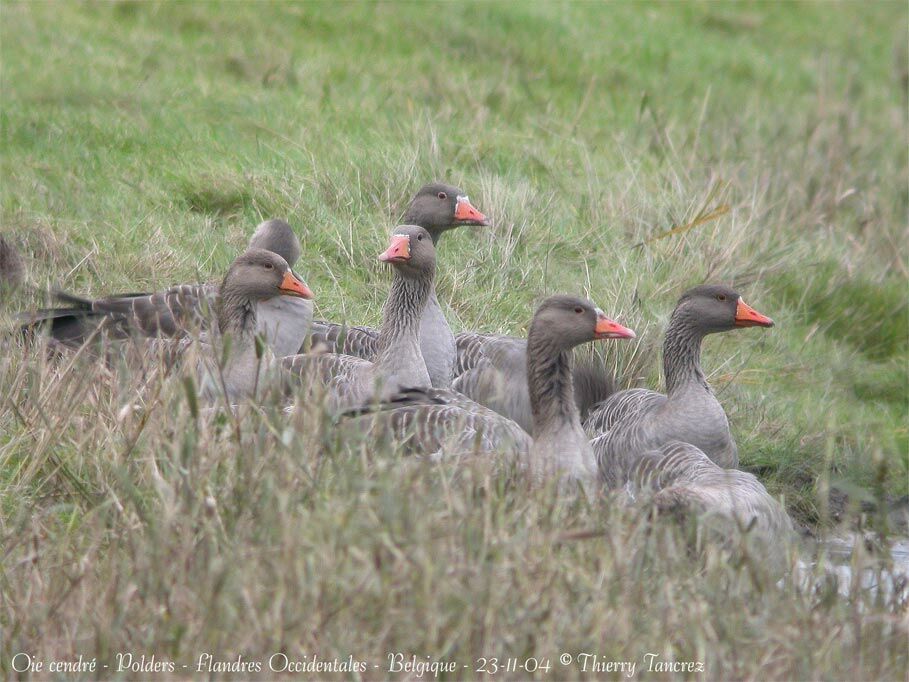 Greylag Goose