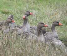 Greylag Goose