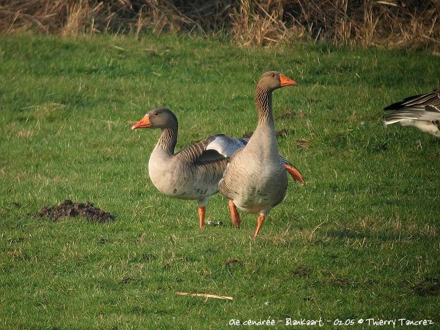 Greylag Goose